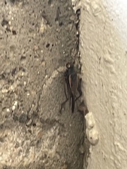 Gryllus pennsylvanicus