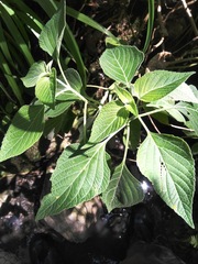 Salvia mexicana