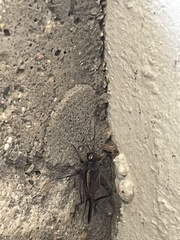 Gryllus pennsylvanicus