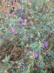 Medicago sativa