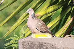 Streptopelia chinensis