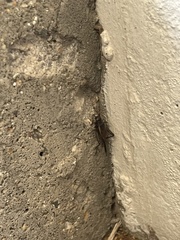 Gryllus pennsylvanicus