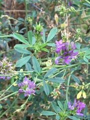 Medicago sativa