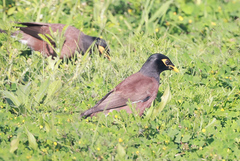 Acridotheres tristis