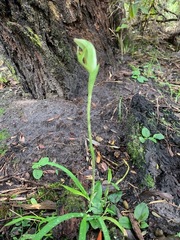 Pterostylis curta