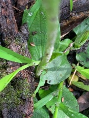 Pterostylis curta