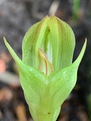 Pterostylis curta