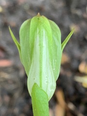 Pterostylis curta