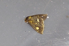 Pyrausta aurata