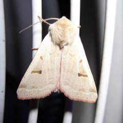 Dichagyris variabilis