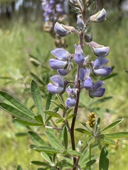 Lupinus argenteus