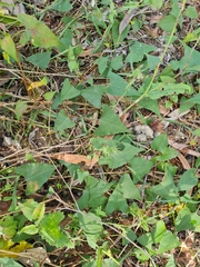 Fallopia convolvulus