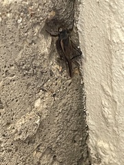 Gryllus pennsylvanicus