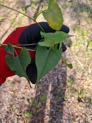 Fallopia convolvulus