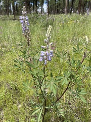 Lupinus argenteus