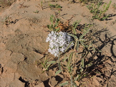 Macgregoria racemigera