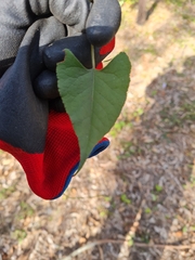 Fallopia convolvulus