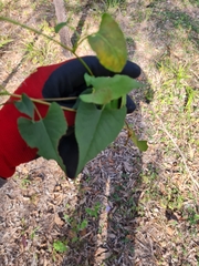 Fallopia convolvulus