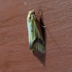 Agapeta zoegana