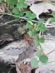 Oecophylla smaragdina