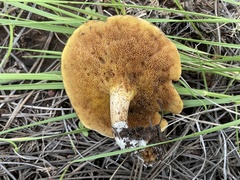 Suillus kaibabensis
