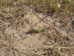 Decticus verrucivorus