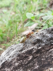 Oecophylla smaragdina