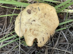 Suillus kaibabensis