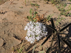 Macgregoria racemigera