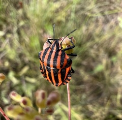 Graphosoma italicum italicum