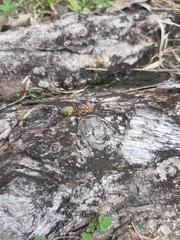 Oecophylla smaragdina