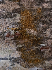 Teloschistaceae