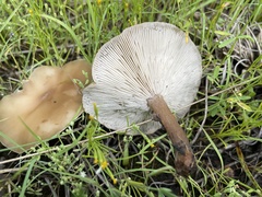 Melanoleuca