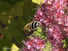 Eristalis arbustorum