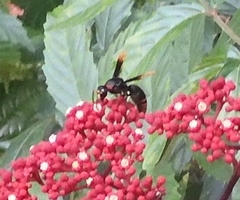 Rhynchium haemorrhoidale