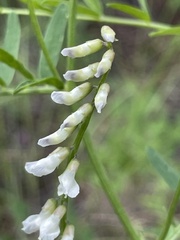 Vicia pulchella