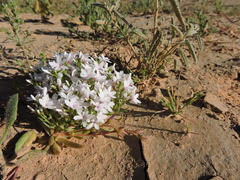 Macgregoria racemigera