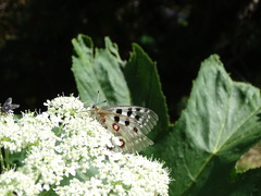 Parnassius apollo