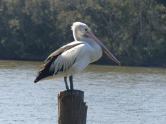 Pelecanus conspicillatus