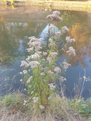 Eupatorium cannabinum