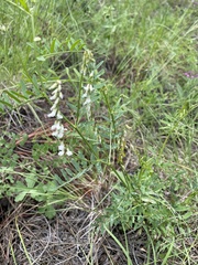 Vicia pulchella