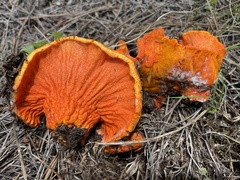Hypomyces lactifluorum