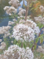 Eupatorium cannabinum