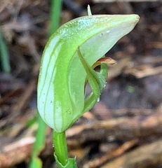 Pterostylis curta