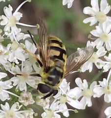 Myathropa florea