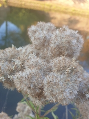 Eupatorium cannabinum