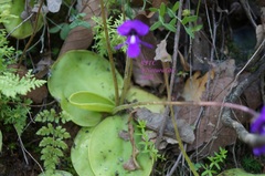 Pinguicula macrophylla
