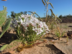 Macgregoria racemigera