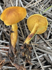 Calocybe naucoria