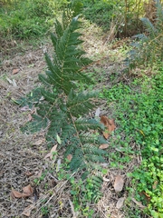 Pteridium esculentum